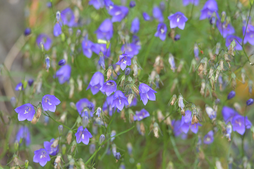Common Harebell