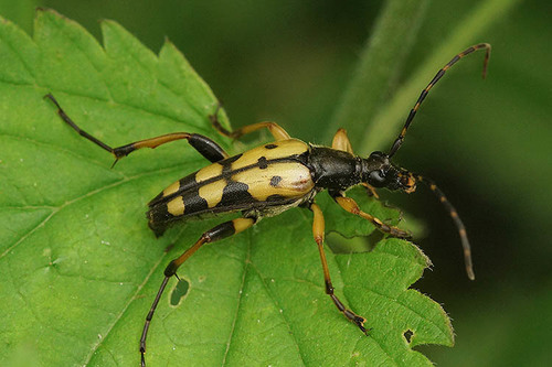 Spotted Longhorn Beetle