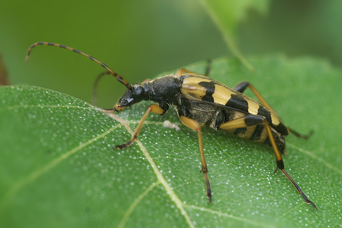 Spotted Longhorn Beetle