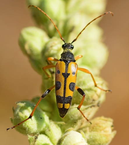 Spotted Longhorn Beetle