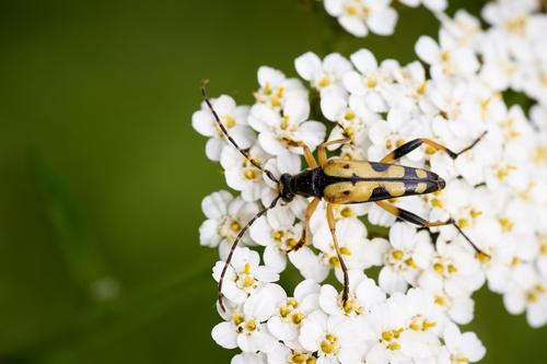 Spotted Longhorn Beetle