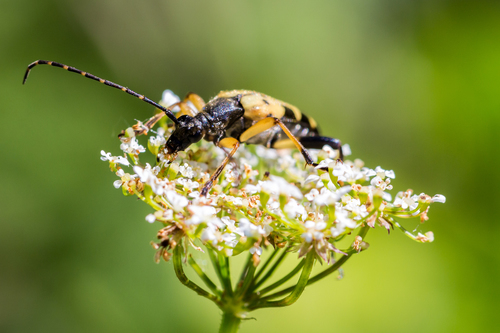 Spotted Longhorn Beetle