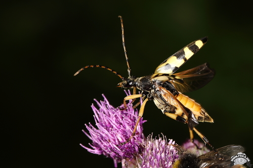 Spotted Longhorn Beetle