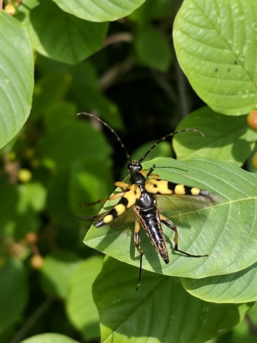 Spotted Longhorn Beetle