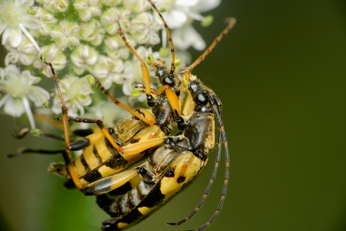 Spotted Longhorn Beetle