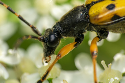 Spotted Longhorn Beetle