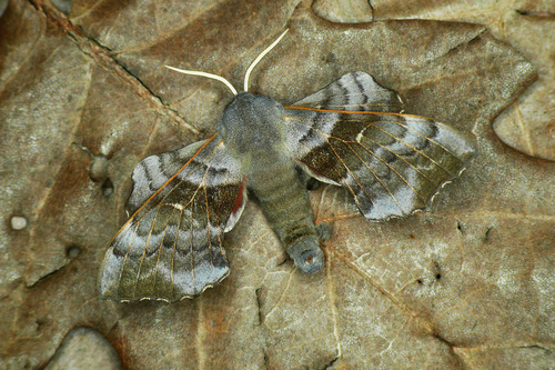 Poplar Hawkmoth