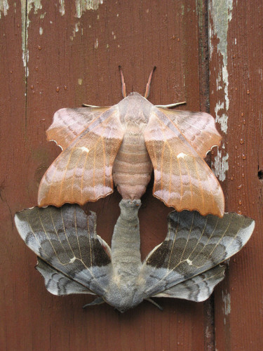 Poplar Hawkmoth
