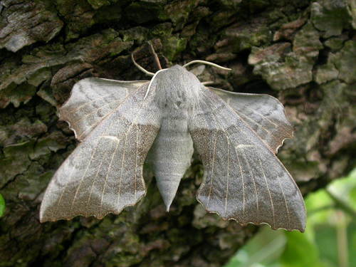 Poplar Hawkmoth