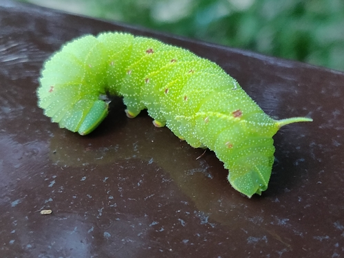 Poplar Hawkmoth
