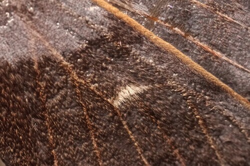 Poplar Hawkmoth