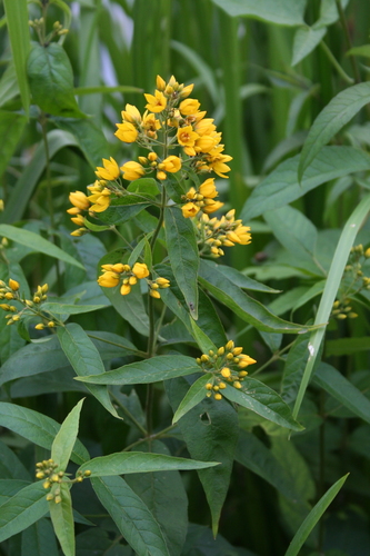 Yellow Loosestrife