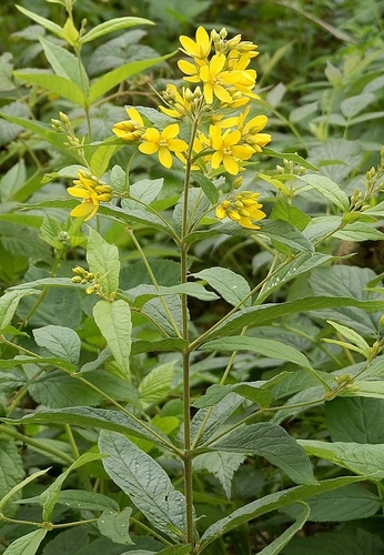 Yellow Loosestrife