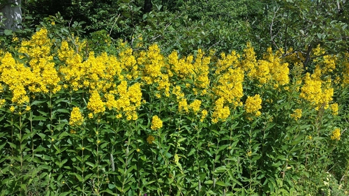 Yellow Loosestrife