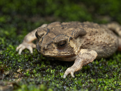 Asian Common Toad