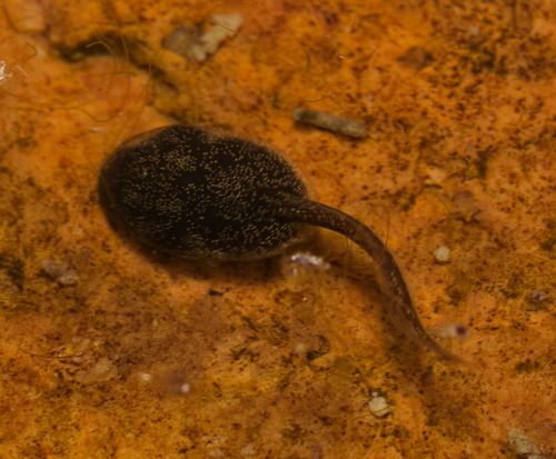 Asian Common Toad