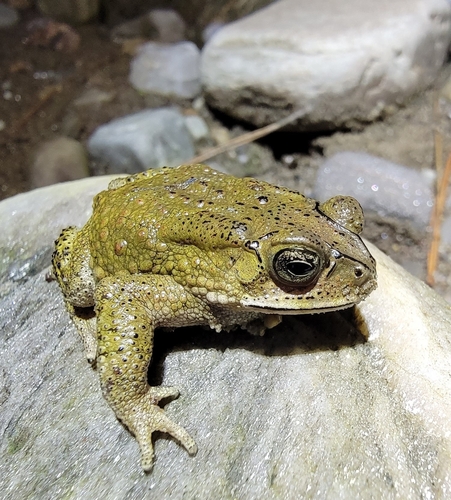 Asian Common Toad