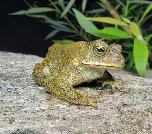 Asian Common Toad