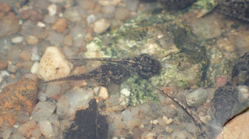 Asian Common Toad