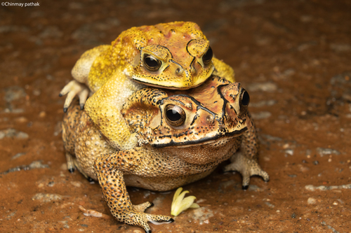 Asian Common Toad