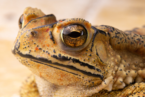 Asian Common Toad