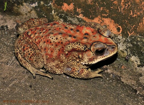 Asian Common Toad