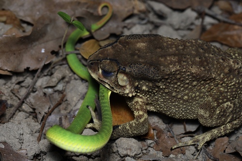 Asian Common Toad