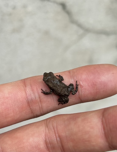 Asian Common Toad