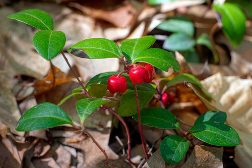 Eastern Teaberry
