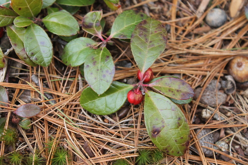 Eastern Teaberry