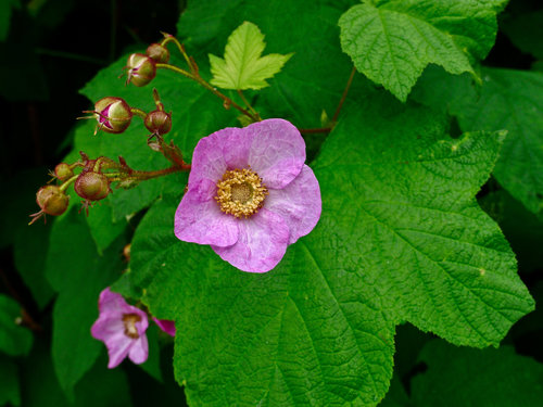 purple-flowered raspberry