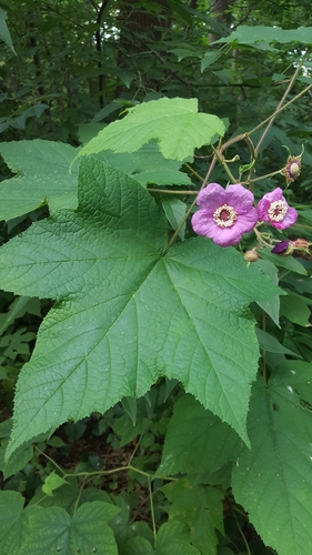purple-flowered raspberry