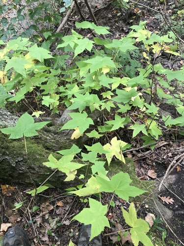 purple-flowered raspberry