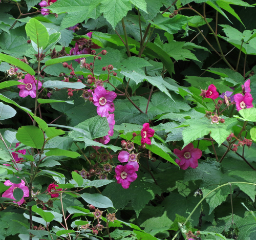 purple-flowered raspberry
