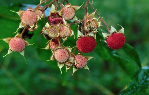 purple-flowered raspberry