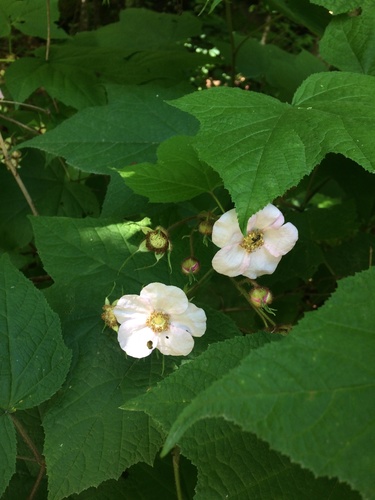 purple-flowered raspberry