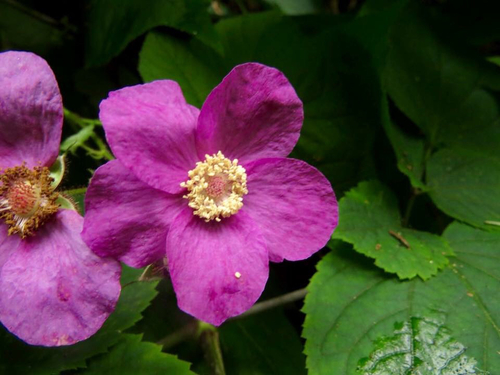 purple-flowered raspberry