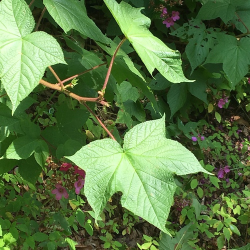 purple-flowered raspberry