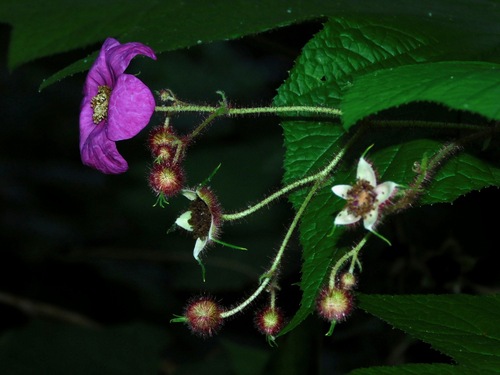 purple-flowered raspberry