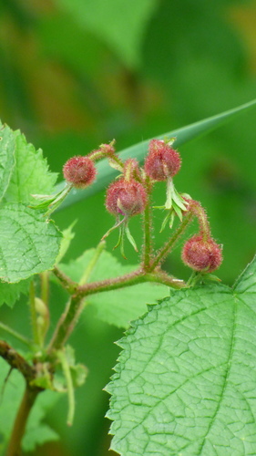 purple-flowered raspberry
