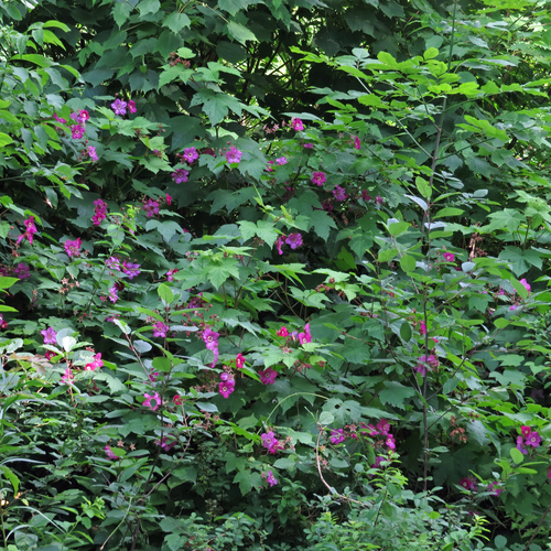 purple-flowered raspberry