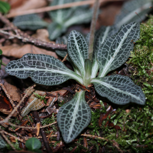 downy rattlesnake plantain