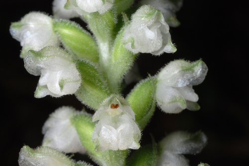 downy rattlesnake plantain