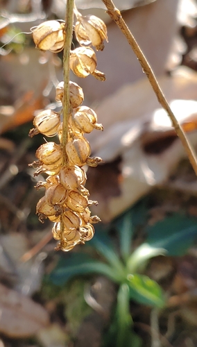 downy rattlesnake plantain