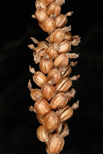 downy rattlesnake plantain