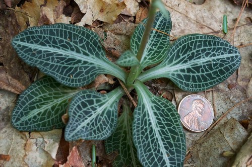 downy rattlesnake plantain
