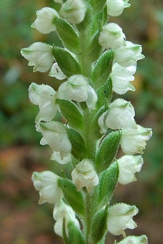 downy rattlesnake plantain