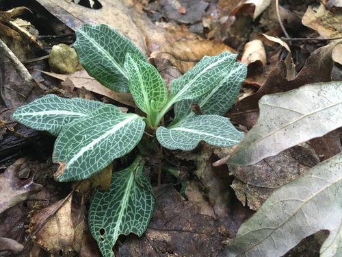 downy rattlesnake plantain