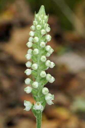 downy rattlesnake plantain