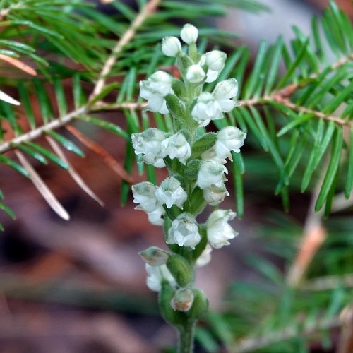 downy rattlesnake plantain